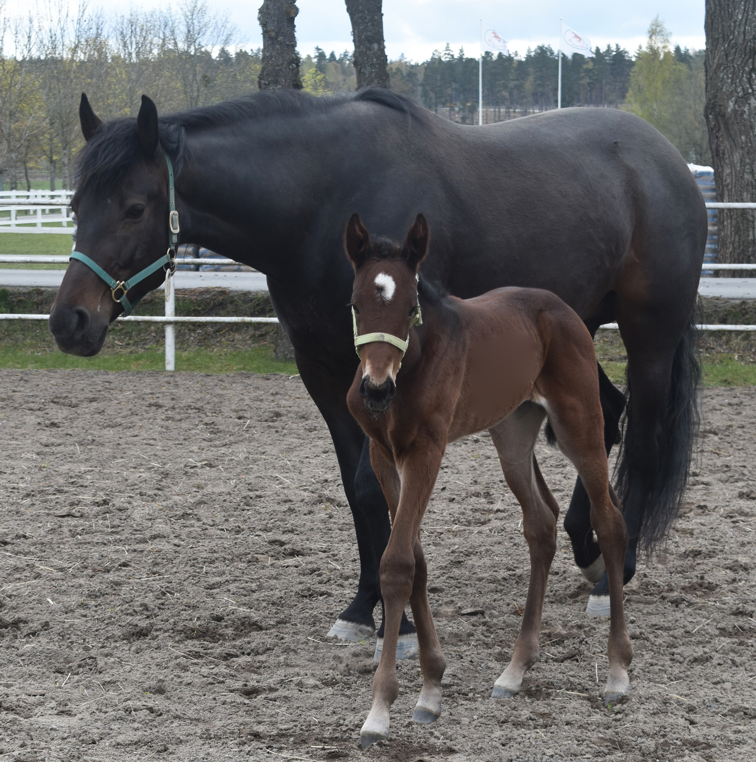 Mamma Timbal med sitt ännu namnlösa föl. Foto; A.Lindblom